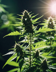 Similar image 22445512