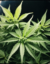 Similar image 22445524