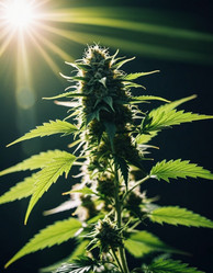 Similar image 22445531