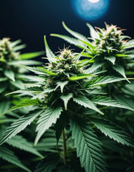 Similar image 22445534