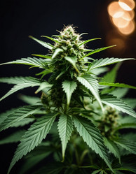 Similar image 22445538