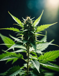 Similar image 22445540