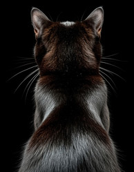 Similar image 22432924