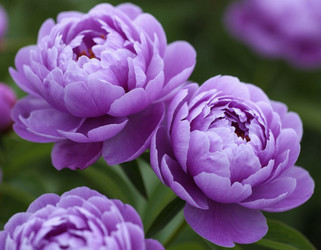 Similar image 22446411