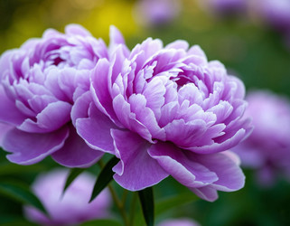 Similar image 22446425