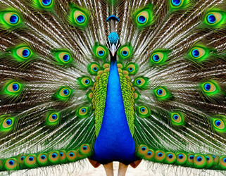 Similar image 22447382