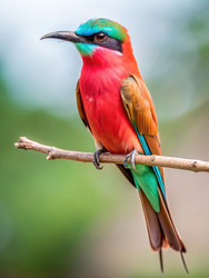 Similar image 22418434