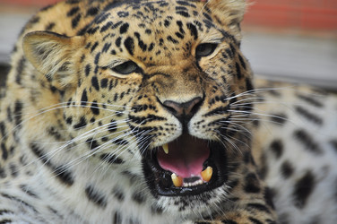 Similar image 22453807