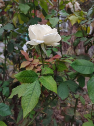 Similar image 22452372