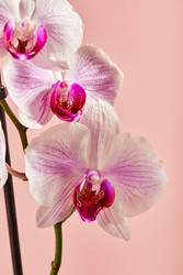 Similar image 22465127