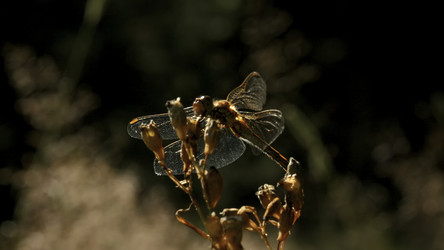 Similar image 22443615