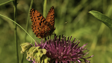 Similar image 22448405