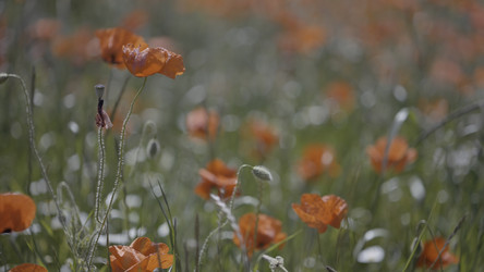 Similar image 22443634