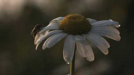 Similar image 22443653