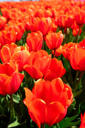 Similar image 22422454