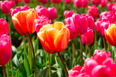 Similar image 22422456