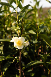 Similar image 22403382