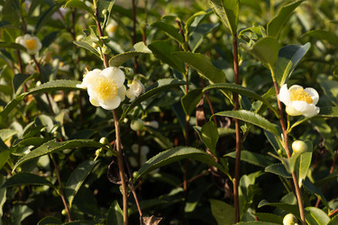 Similar image 22403393