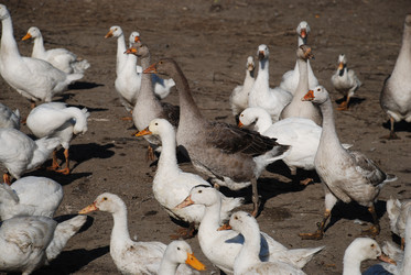 Similar image 22464908