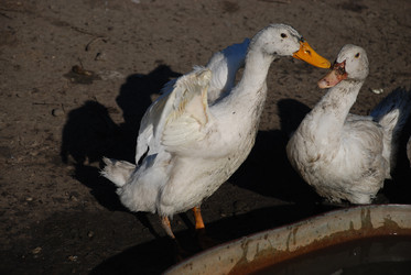 Similar image 22464932