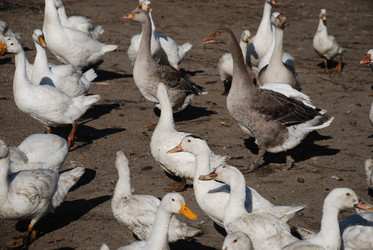 Similar image 22464861