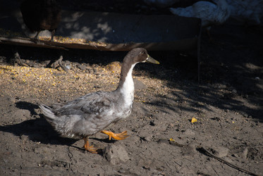 Similar image 22464882