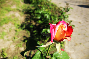 Similar image 22399769