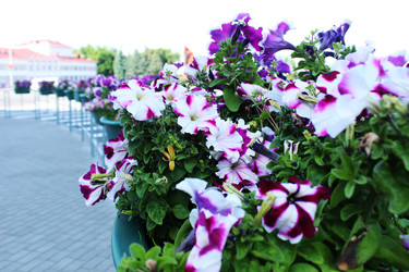 Similar image 22399779