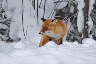 Similar image 22410566