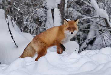 Similar image 22410572