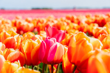 Similar image 22424069