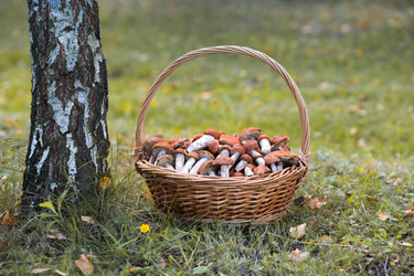 Similar image 22435582