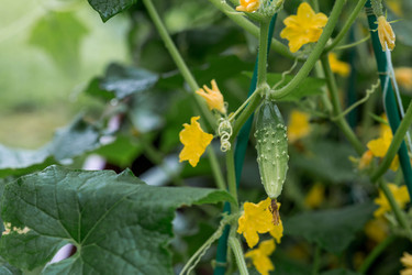 Similar image 22435591