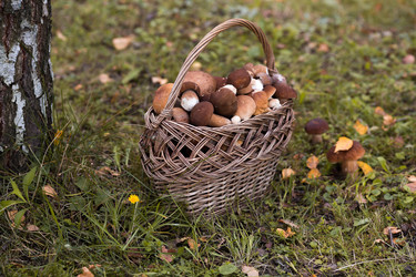 Similar image 22435599