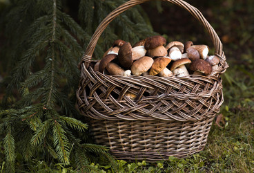 Similar image 22435619