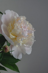 Similar image 22410559