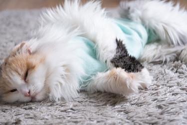 Similar image 22436280