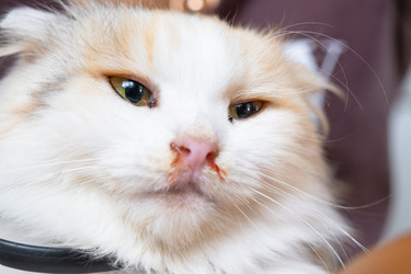 Similar image 22436284