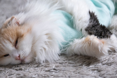 Similar image 22436285