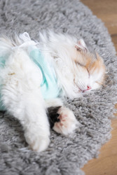 Similar image 22436296