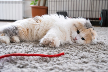 Similar image 22436300