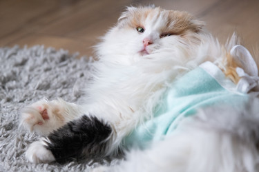 Similar image 22436303