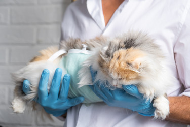 Similar image 22436304