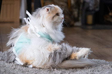 Similar image 22436307