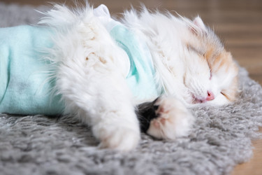 Similar image 22436308