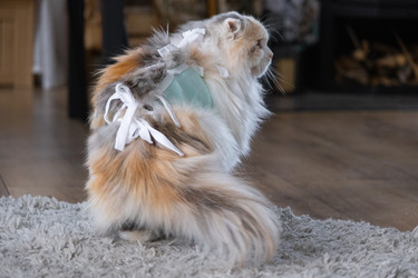 Similar image 22436310