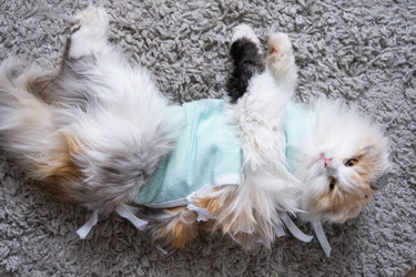 Similar image 22436315