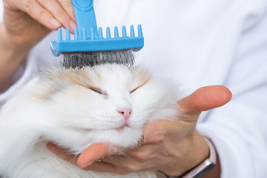 Similar image 22436319