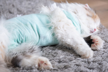 Similar image 22436326