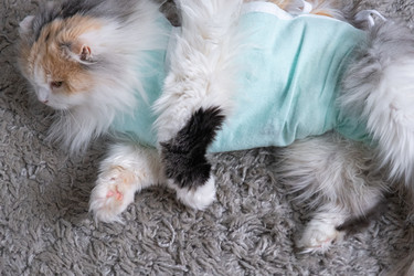 Similar image 22436328